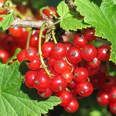 Смородина красная РАЧКОВСКАЯ  Смородина красная РАЧКОВСКАЯ в Саранске