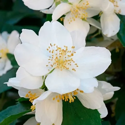 Жасмин ЮСТИНКА в Саранске