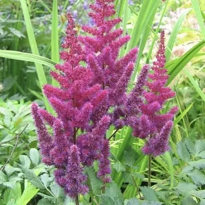 Астильба КАРАОКЕ ПАРТИ китайская  Астильба КАРАОКЕ ПАРТИ китайская в Саранске