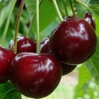 Вишня МИЛАВИЦА в Саранске