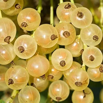 Смородина белая СМОЛЬЯНИНОВСКАЯ  Смородина белая СМОЛЬЯНИНОВСКАЯ в Саранске