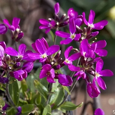 Арабис РОУЗ делайт  Арабис РОУЗ делайт в Саранске