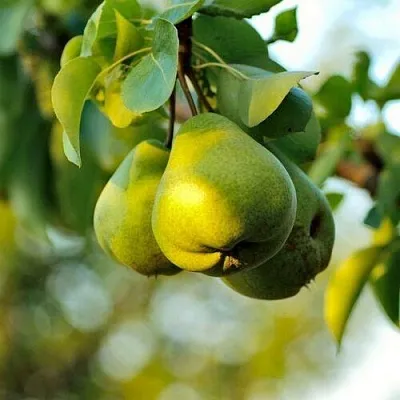 Груша СТОЛИЧНАЯ колонновидная  Груша СТОЛИЧНАЯ колонновидная в Саранске