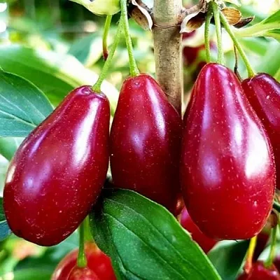 Кизил ВЛАДИМИРСКИЙ  Кизил ВЛАДИМИРСКИЙ в Саранске