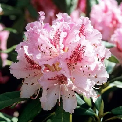 Рододендрон ЧИР в Саранске