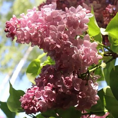 Сирень МЕДОВЫЙ СПАС в Саранске