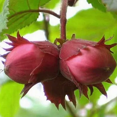 Фундук АЙВЕНГО  Фундук АЙВЕНГО в Саранске