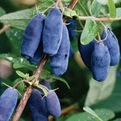 Жимолость съедобная ЛАЗУРНАЯ  Жимолость съедобная ЛАЗУРНАЯ в Саранске