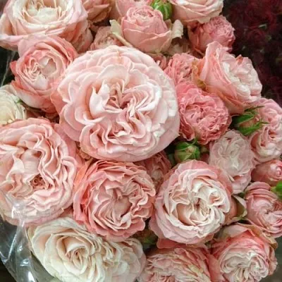 Саженцы роз МАДАМ БОМБАСТИК спрей  Саженцы роз МАДАМ БОМБАСТИК спрей в Саранске