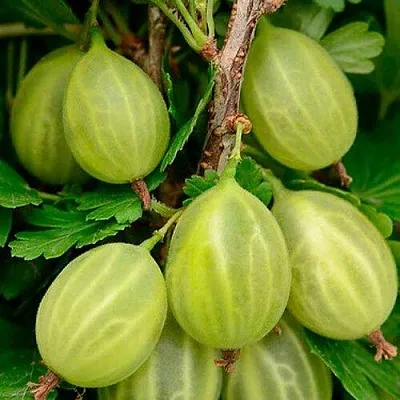 Крыжовник УРАЛЬСКИЙ ИЗУМРУД в Саранске