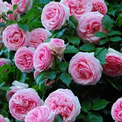 Саженцы роз ПЬЕР ДЕ РОНСАР плетистая  Саженцы роз ПЬЕР ДЕ РОНСАР плетистая в Саранске