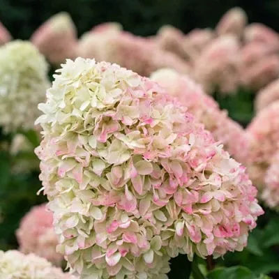 Гортензия САММЕР ЛАВ метельчатая в Саранске