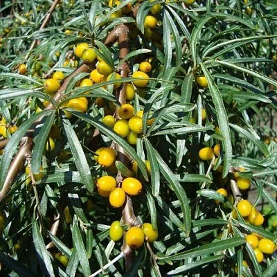 Облепиха ЖЕЛТОПЛОДНАЯ в Саранске