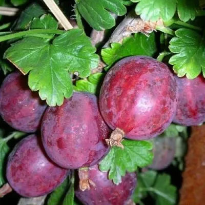 Крыжовник КОЛОБОК в Саранске