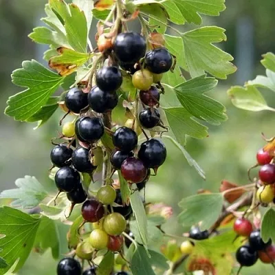 Смородина золотистая ПЛОТНОМЯСАЯ  Смородина золотистая ПЛОТНОМЯСАЯ в Саранске