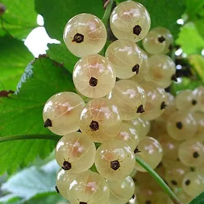 Смородина белая ЮТЕРБОРГСКАЯ  Смородина белая ЮТЕРБОРГСКАЯ в Саранске