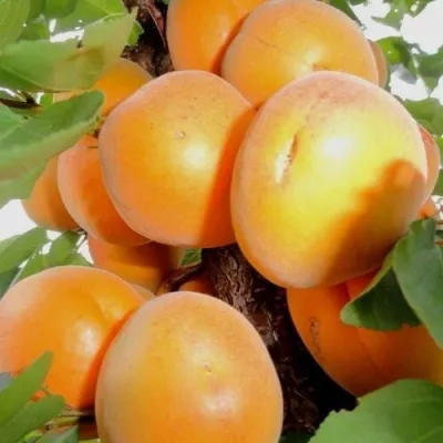 Абрикос ДЕСЕРТНЫЙ в Саранске
