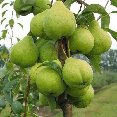 Груша ДЕКОР колонновидная  Груша ДЕКОР колонновидная в Саранске