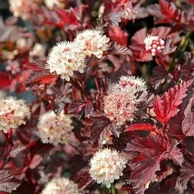 Пузыреплодник ЛЕДИ ИН РЕД в Саранске