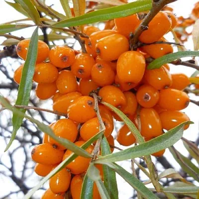 Облепиха КОСТЕР в Саранске