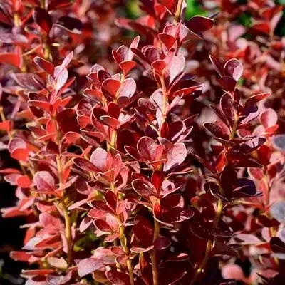 Барбарис ВУЛКАНО тунберга  Барбарис ВУЛКАНО тунберга в Саранске