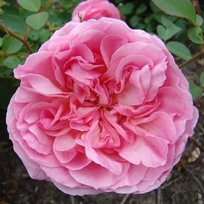 Саженцы роз ХАЙДИ ХОЛЛ английская  Саженцы роз ХАЙДИ ХОЛЛ английская в Саранске