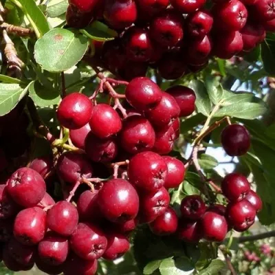 Рябина ГРАНАТНАЯ сладкоплодная — описание сорта Рябина ГРАНАТНАЯ сладкоплодная в Саранске