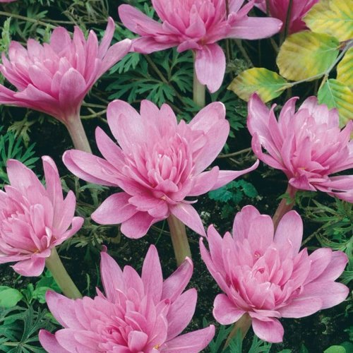 Безвременник УОТЕРЛИЛИ осенний в Саранске