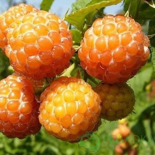 Малина КУМБЕРЛЕНД желтая в Саранске