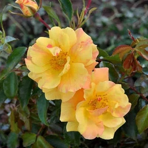 Роза АНГЕЛИНА ФРЕСКА флорибунда  в Саранске
