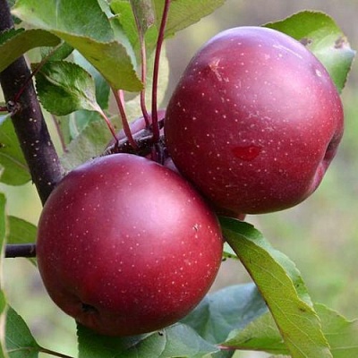 Яблоня красномясая в Саранске