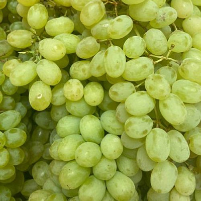 Зеленый в Саранске