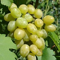 Виноград в Саранске