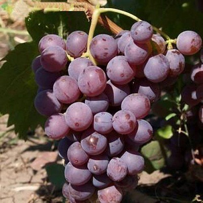 Виноград ЭЛЕГИЯ в Саранске