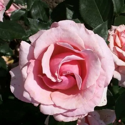Роза ПОЭЗИЯ флорибунда в Саранске