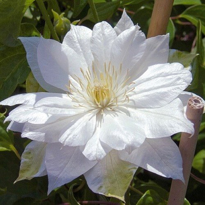 Клематис ДАЧЕСС ОФ ЭДИНБУРГ в Саранске