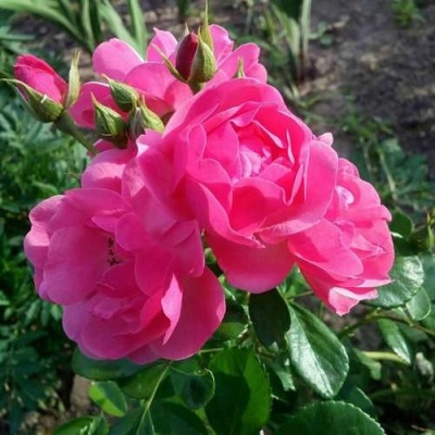 Роза АНГЕЛА флорибунда в Саранске