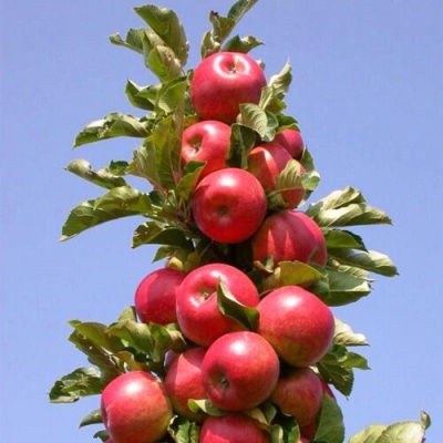 Яблоня СОЗВЕЗДИЕ колонновидная в Саранске