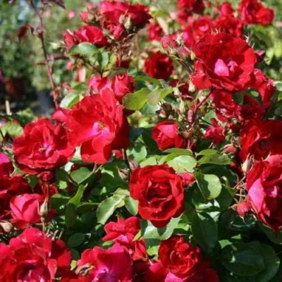 Роза ЧАМПЛЕЙН флорибунда в Саранске