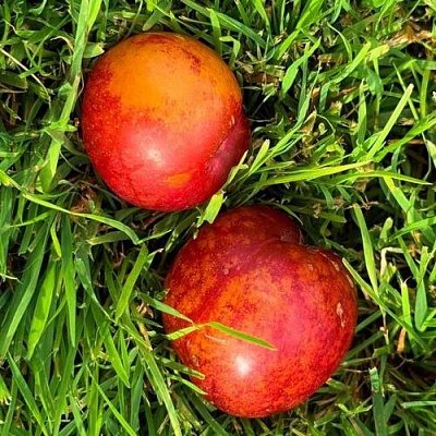 Шарафуга НЕКТАРИННАЯ в Саранске