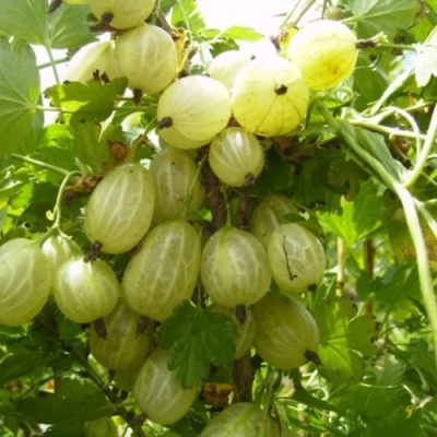 Крыжовник ИНВИКТА в Саранске