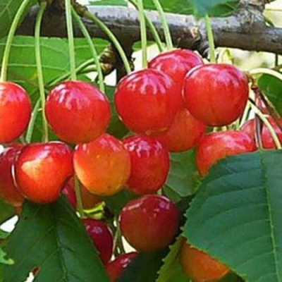 Черешня ДОНЧАНКА в Саранске