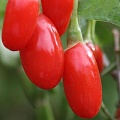 Годжи (чудо-ягода) в Саранске