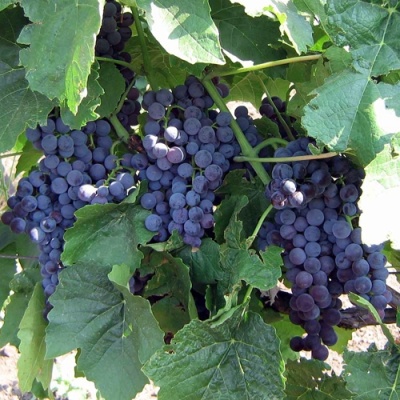 Виноград ВЕНУС в Саранске