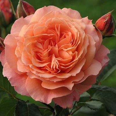 Роза шраб в Саранске