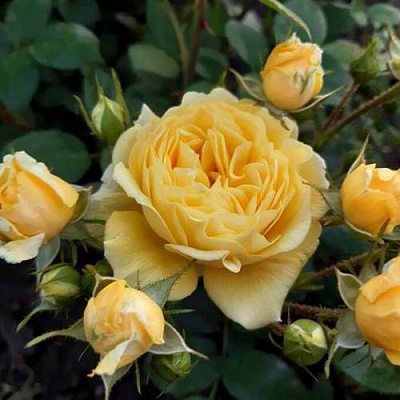 Роза флорибунда в Саранске