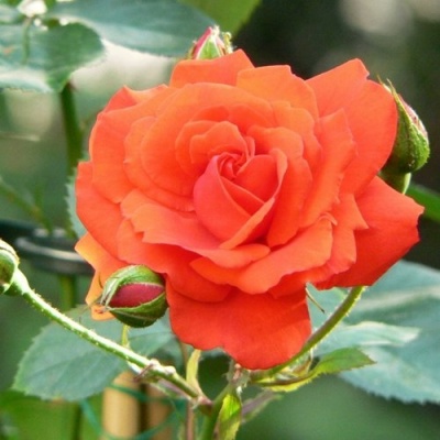 Роза АНЖЕЛИКА чайно-гибридная  в Саранске