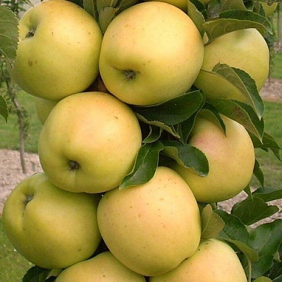 Яблоня колонновидная в Саранске