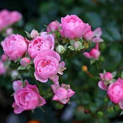 Роза полиантовая в Саранске