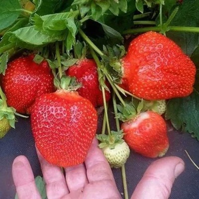 Клубника АЗИЯ в Саранске